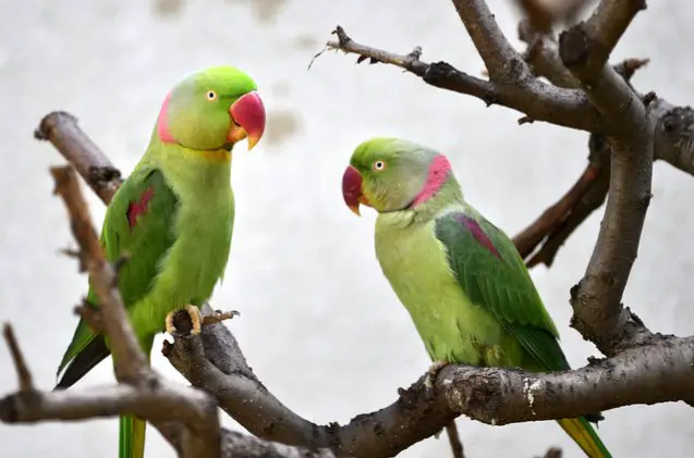 large indian parakeet