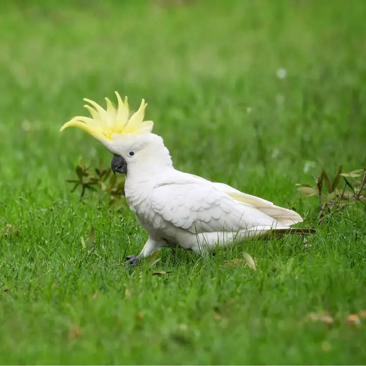 sulphur crested cockatoo