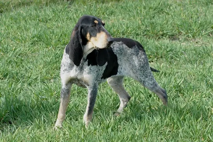 petite bleu de gascogne