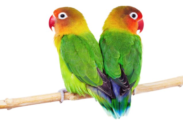 african lovebird