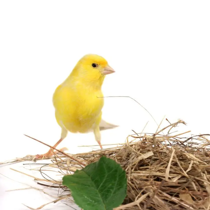 german roller canary