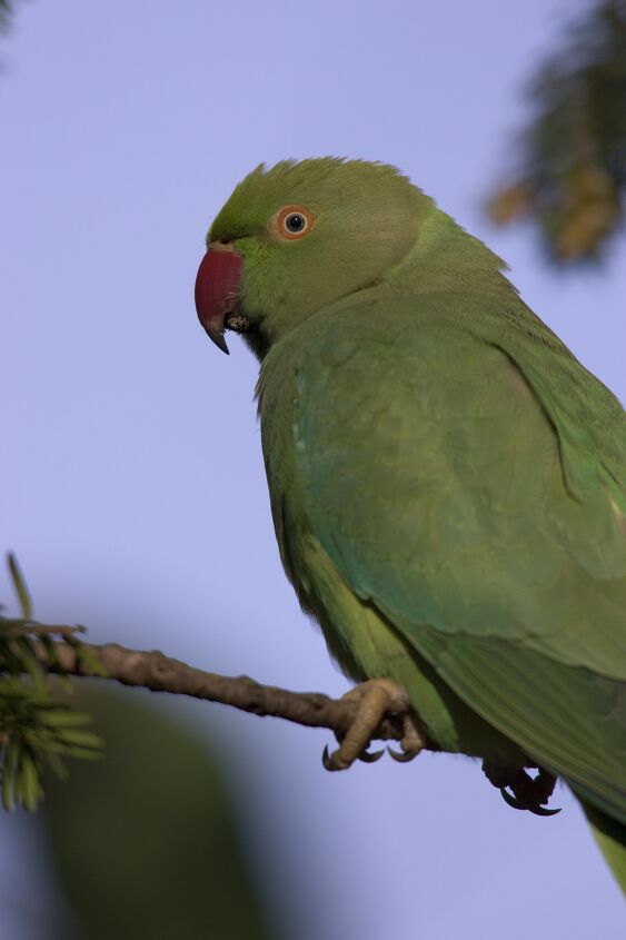 african ringneck parakeet