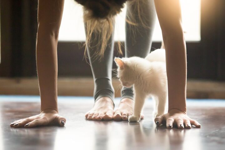 yoga and cats the benefits of asana with kitties