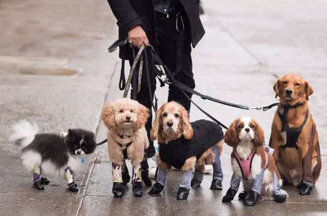 let your pooch strut their stuff in these adorable dog leggings