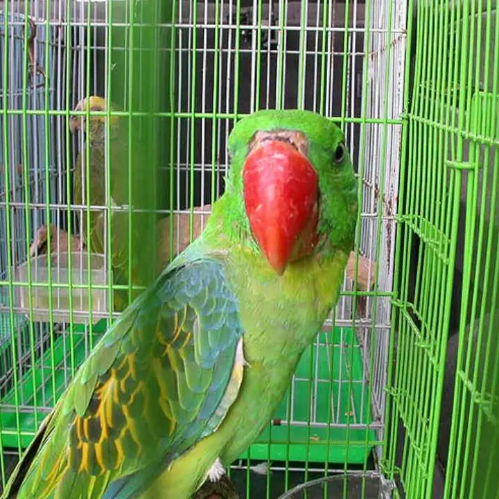 great billed parrot