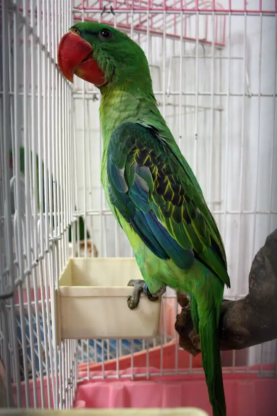 great billed parrot