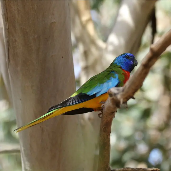 scarlet chested parrot