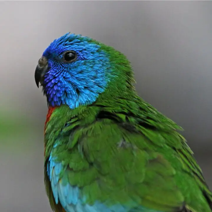 scarlet chested parrot