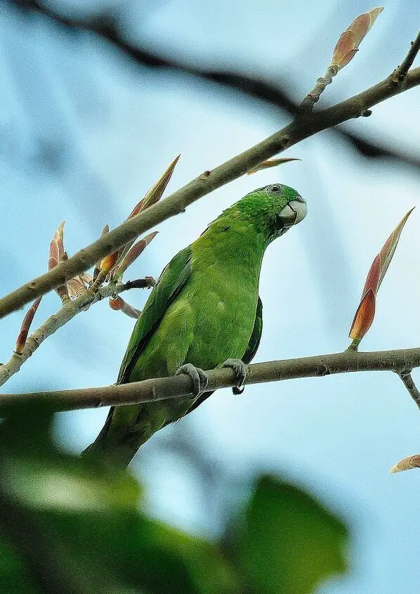 blue headed racket tail parrot