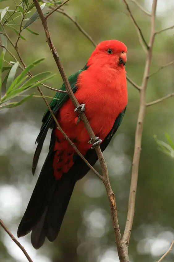 australian king parrot