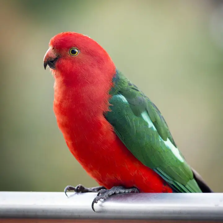 australian king parrot