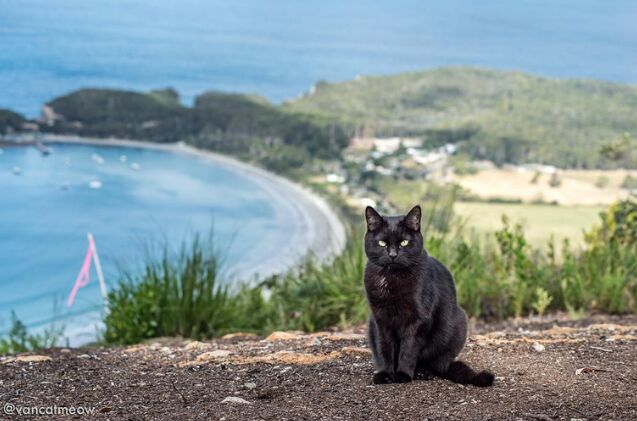 meet willow an aussie cat living her best van life