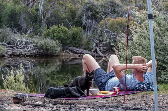 meet willow an aussie cat living her best van life