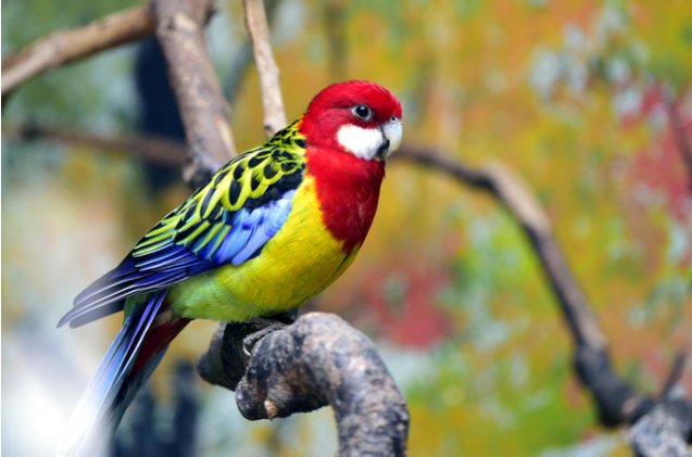 eastern rosella