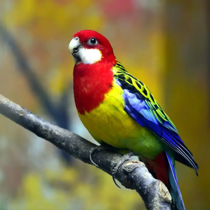 eastern rosella