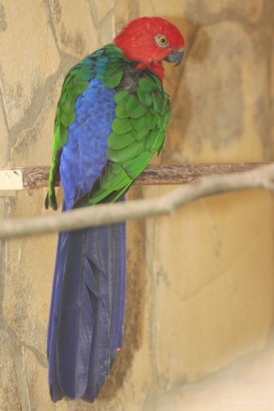 moluccan king parrot