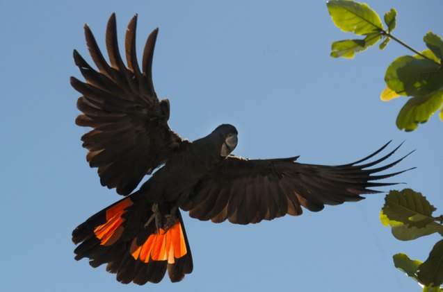 red tailed black cockatoo