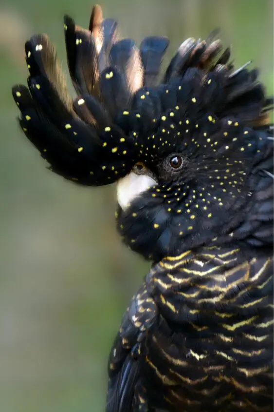 red tailed black cockatoo