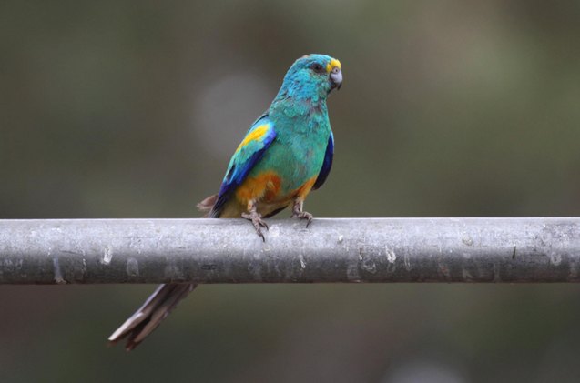 mulga parrot