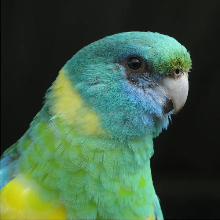 mulga parrot