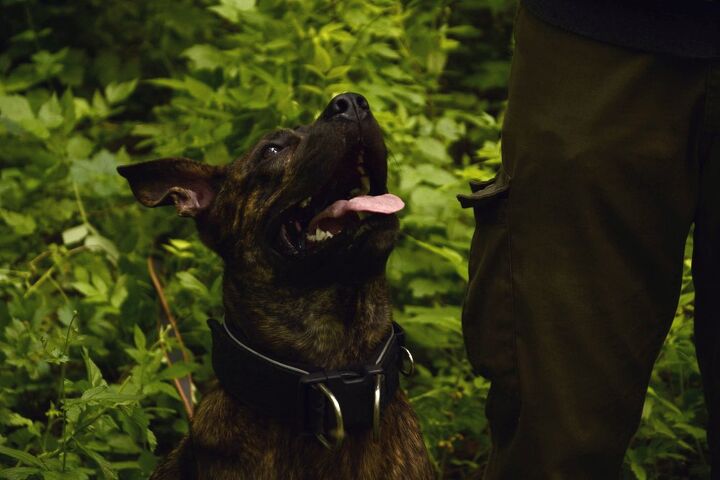 formosan mountain dog