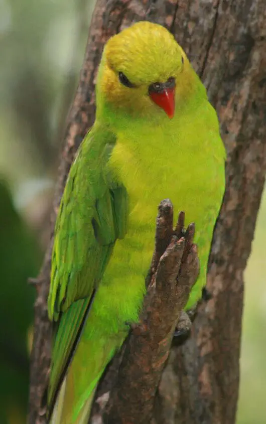 olive headed lorikeet