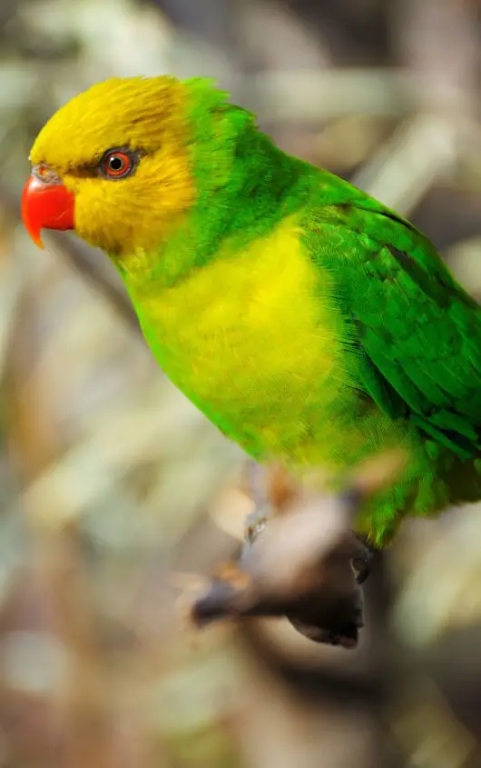 olive headed lorikeet