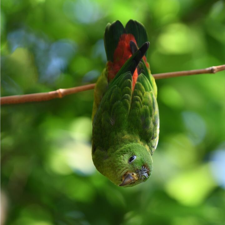 blue crowned hanging parrot