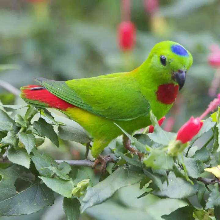 blue crowned hanging parrot