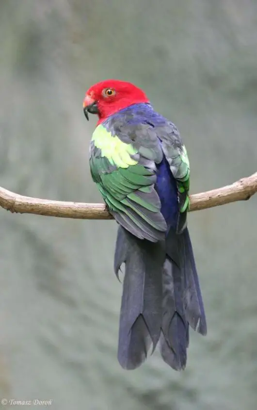 papuan king parrot