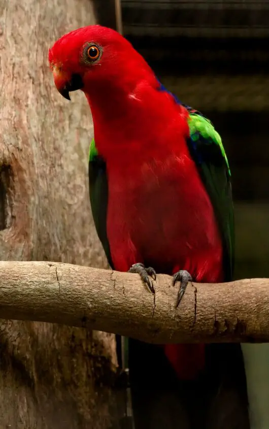 papuan king parrot