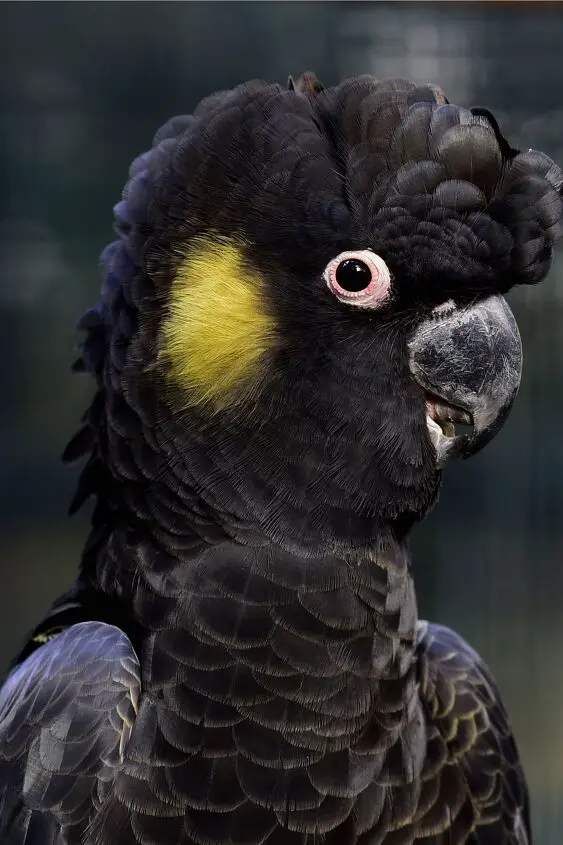 yellow tailed black cockatoo