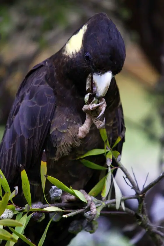 yellow tailed black cockatoo