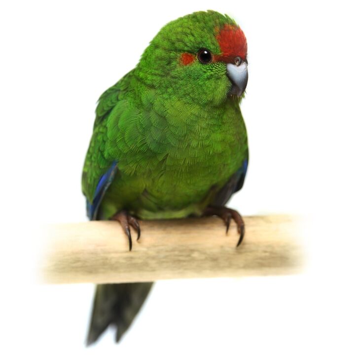 kakariki