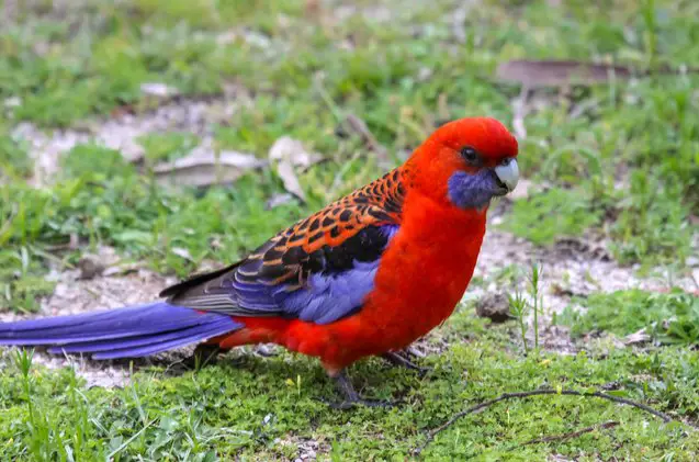 crimson rosella