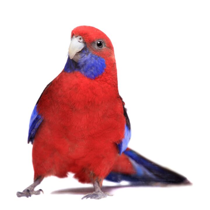 crimson rosella