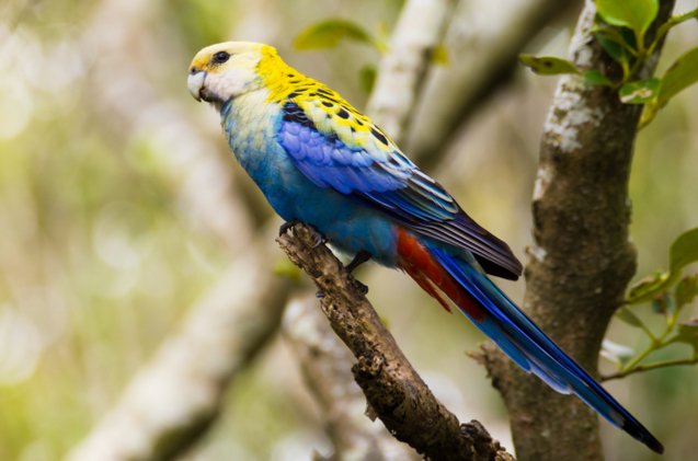 pale headed rosella