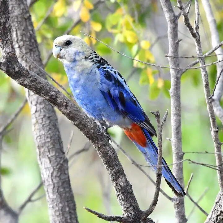 pale headed rosella