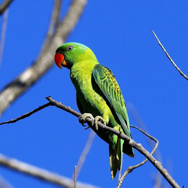 blue naped parrot