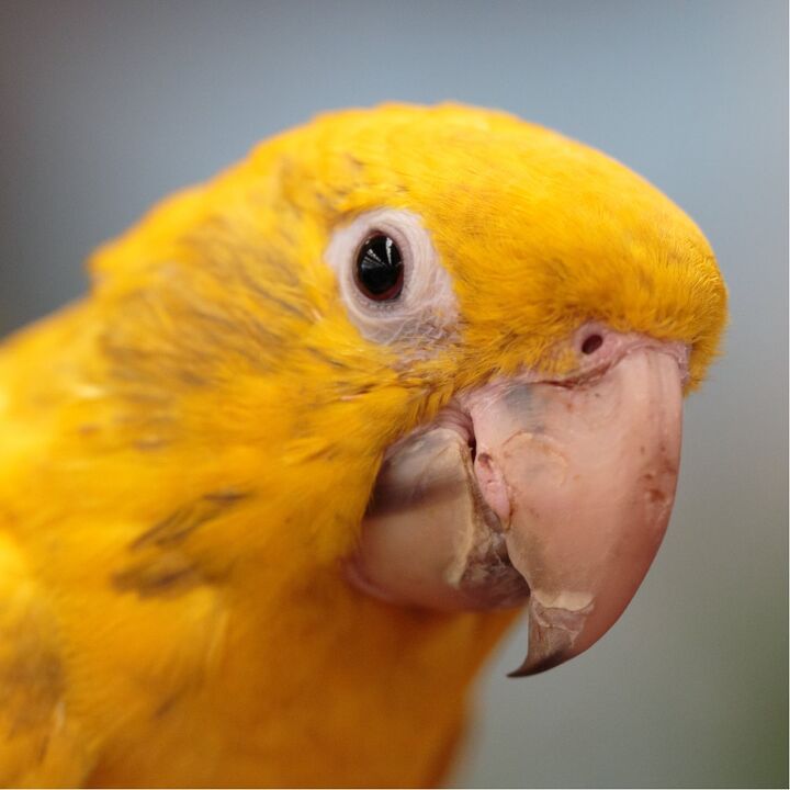 golden conure