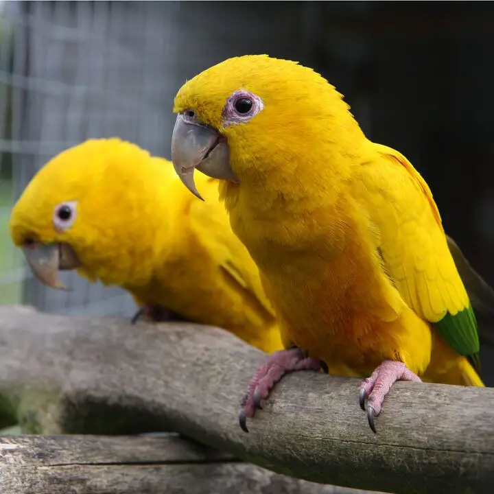 golden conure