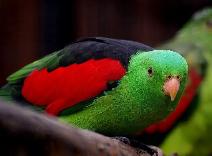 red winged parrot