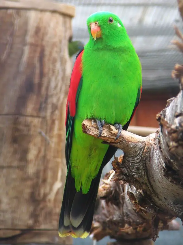 red winged parrot