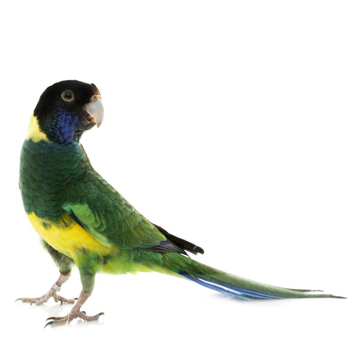 port lincoln parrot