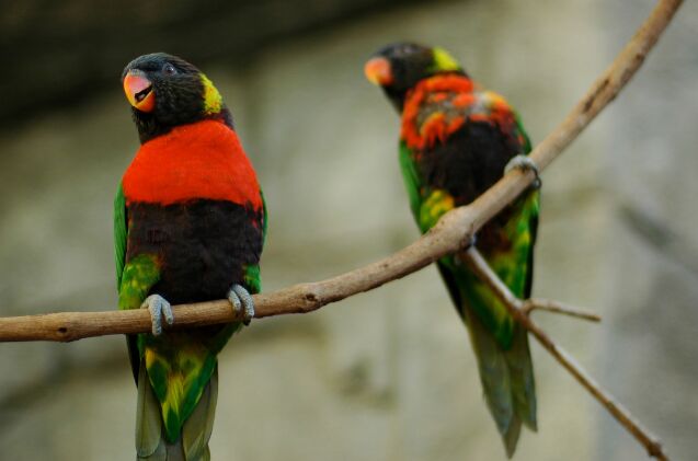 sunset lorikeet