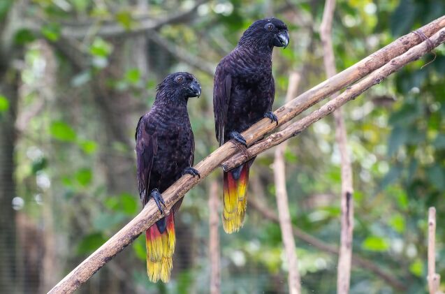 black lory