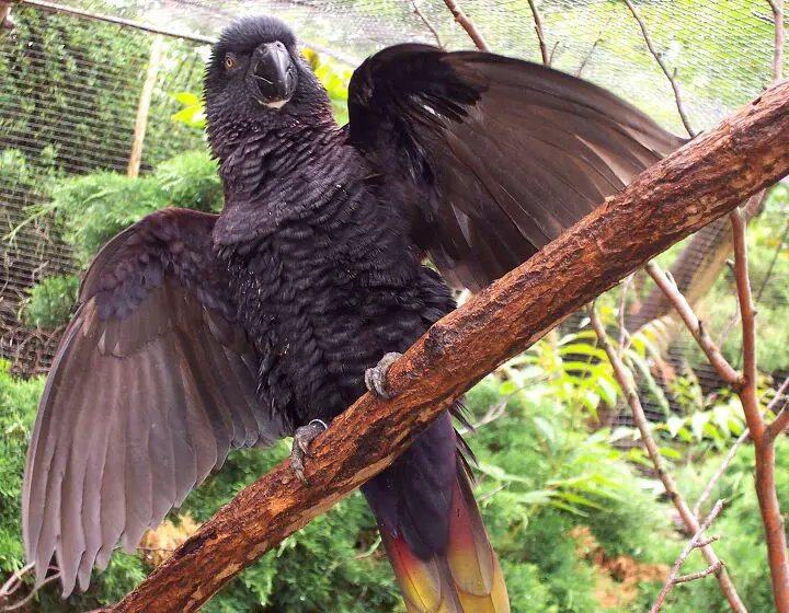 black lory