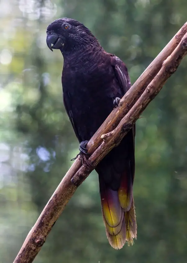 black lory