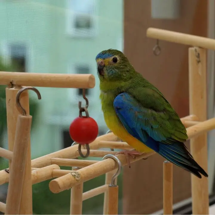 turquoise parrot