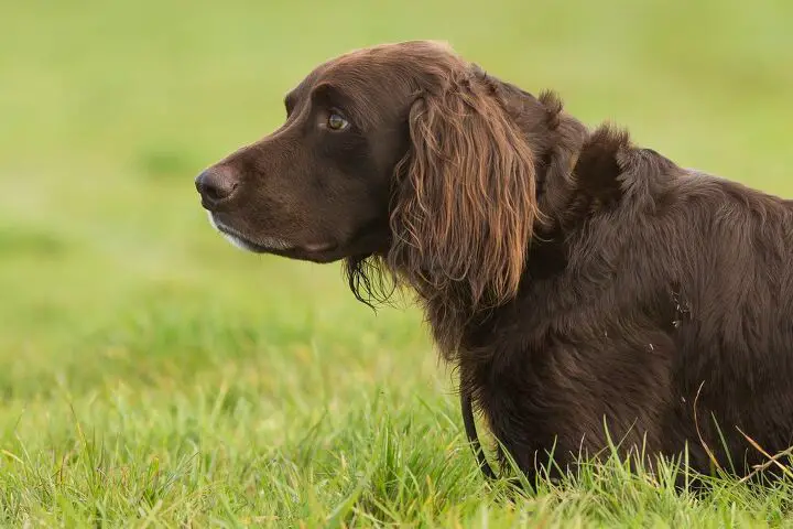 german longhaired pointer